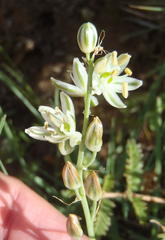 Albuca virens