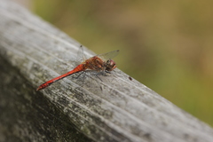 Sympetrum sanguineum