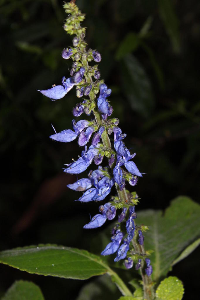 Grand Woolly Plectranthus (Biodiversity of Fairy Glen Private Nature ...