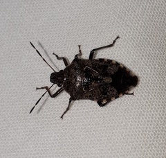 Podisus serieventris