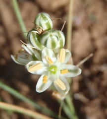 Albuca virens
