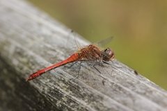 Sympetrum sanguineum