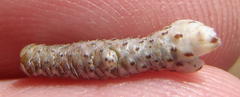 Anacampseros ustulata