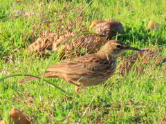 Certhilauda curvirostris brevirostris