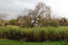 Salix babylonica babylonica