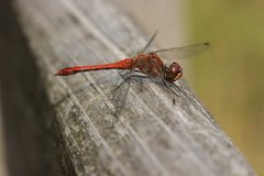 Sympetrum sanguineum