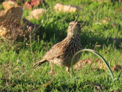Certhilauda curvirostris brevirostris