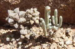 Anacampseros ustulata