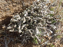 Anacampseros ustulata