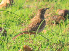 Certhilauda curvirostris brevirostris