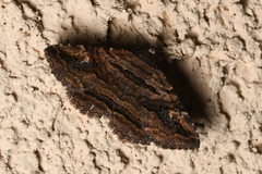 Zaleops umbrina