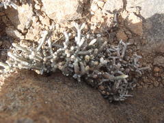 Anacampseros ustulata