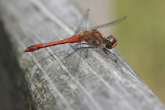Sympetrum sanguineum