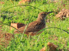 Certhilauda curvirostris brevirostris