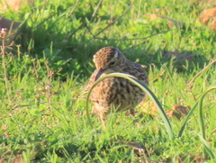 Certhilauda curvirostris brevirostris