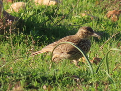 Certhilauda curvirostris brevirostris