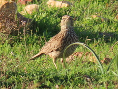 Certhilauda curvirostris brevirostris