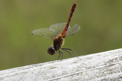 Sympetrum sanguineum