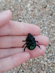 Sericotrupes niger