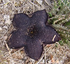 Tridentea gemmiflora