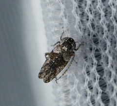 Lycioides condalianus