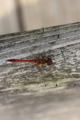 Sympetrum sanguineum