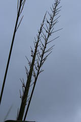 Echinochloa pyramidalis