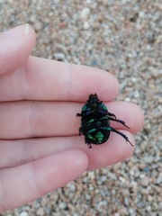 Sericotrupes niger