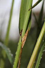 Echinochloa pyramidalis