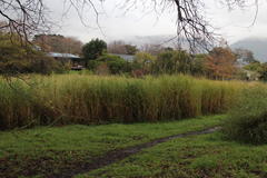 Echinochloa pyramidalis