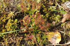 Drosera intermedia