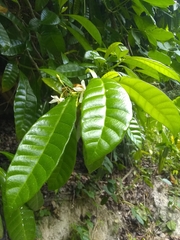 Tabernaemontana citrifolia