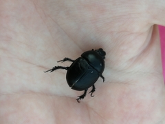 Sericotrupes niger