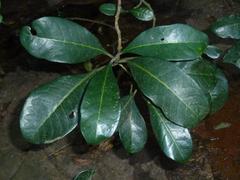 Psychotria capensis capensis