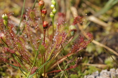 Drosera intermedia