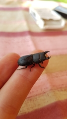 Dorcus parallelipipedus