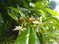 Tabernaemontana citrifolia