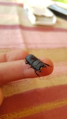 Dorcus parallelipipedus