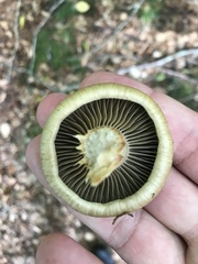 Cortinarius subtortus