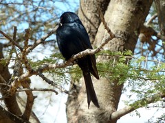 Dicrurus adsimilis apivorus