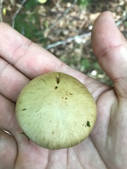 Cortinarius subtortus