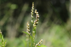 Sphacelotheca hydropiperis