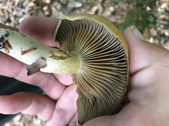 Cortinarius subtortus