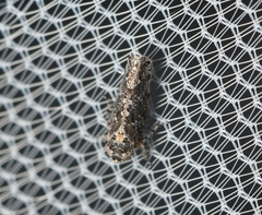 Dixianus utahnus