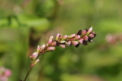 Sphacelotheca hydropiperis