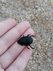 Sericotrupes niger