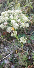 Kadenia dubia
