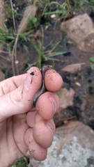 Scelotes mossambicus