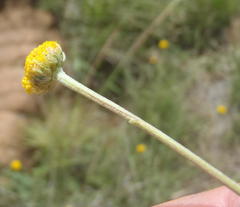Pentzia quinquefida