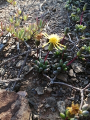 Senecio abbreviatus